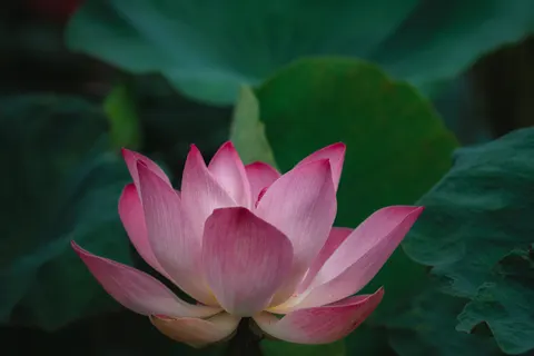 Lotus 4K Wallpaper · flowers · 3840×2561