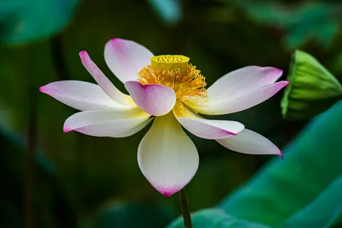 Lotus 4K Wallpaper · flowers · 3840×2563