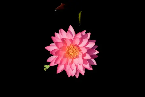 Lotus 4K Wallpaper · flowers · 3840×2563