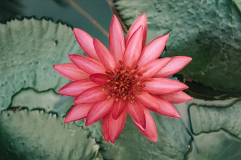 Lotus 4K Wallpaper · flowers · 3840×2560