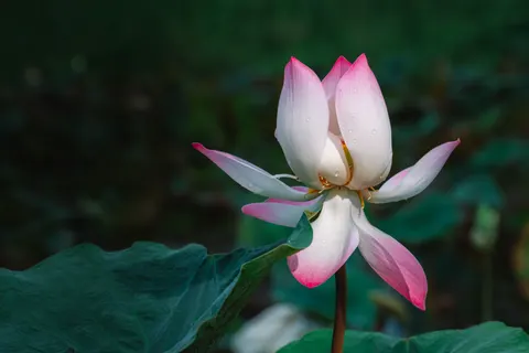 Lotus 4K Hintergrundbild · flowers · 3840×2561