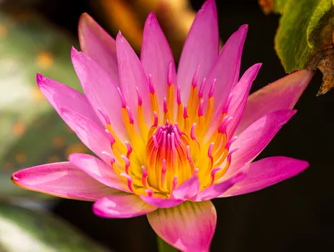 Lotus 4K Wallpaper · flowers · 3840×2892