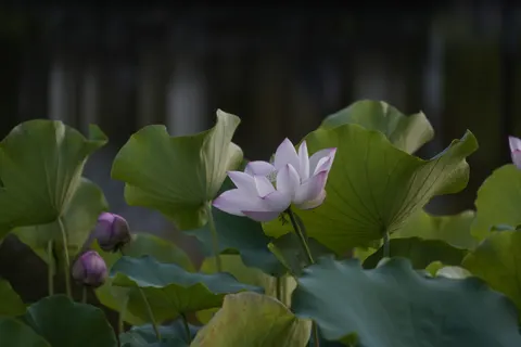Lotus 4K Wallpaper · flowers · 3840×2560