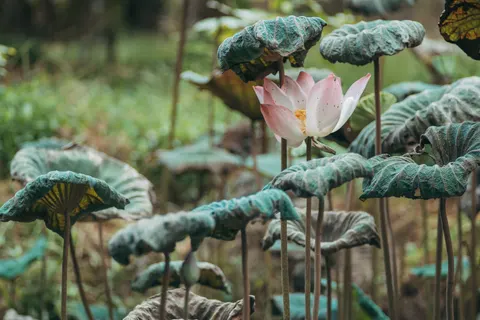 Lotus 4K Wallpaper · flowers · 3840×2560