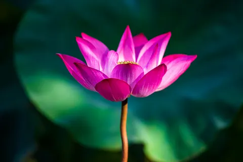 Lotus 4K Wallpaper · flowers · 3840×2563
