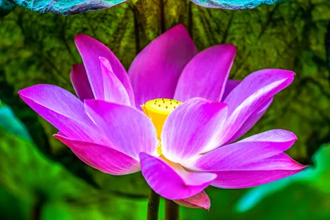 蓮 4K壁紙 · flowers · 3840×2563