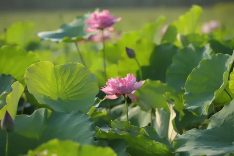 Lotus 4K Wallpaper · flowers · 3840×2560