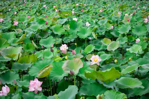 Lotus 4K Wallpaper · flowers · 3840×2560