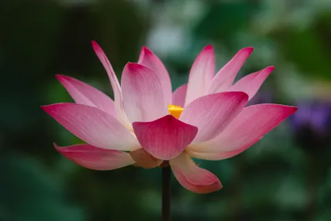 Lotus 4K-achtergrond · flowers · 3840×2561