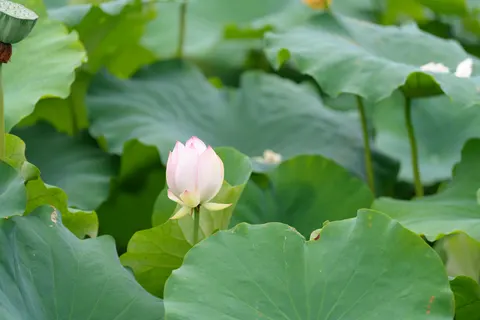 Lotus 4K Wallpaper · flowers · 3840×2560