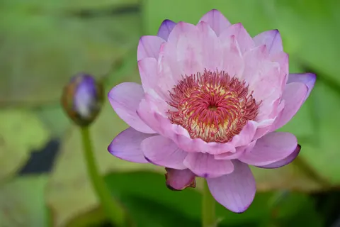 Lotus 4K Wallpaper · flowers · 3840×2563
