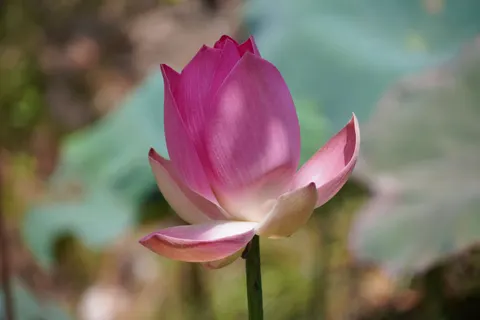 Lotus 4K Wallpaper · flowers · 3840×2560