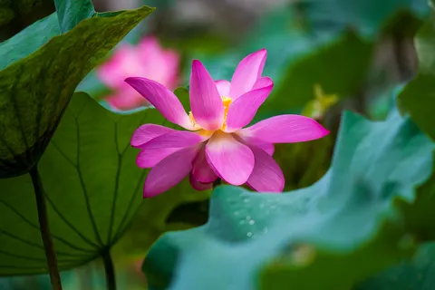 Lotus 4K Wallpaper · flowers · 3840×2559
