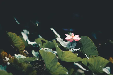 Lotus 4K Wallpaper · flowers · 3840×2560