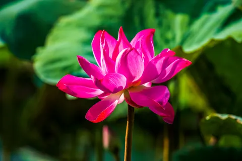 Lotus 4K Hintergrundbild · flowers · 3840×2563