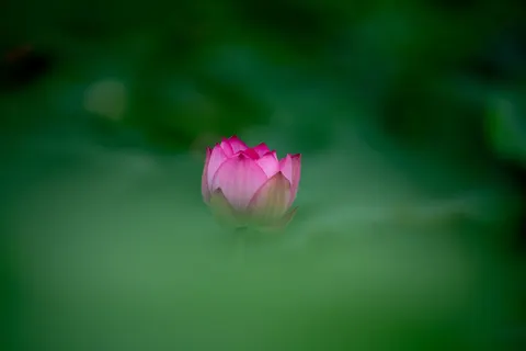 Lotus 4K Wallpaper · flowers · 3840×2560