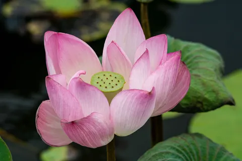 蓮花 4K桌布 · flowers · 3840×2560