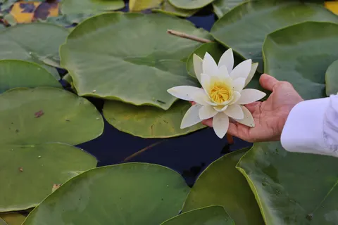 Lotus 4K Wallpaper · flowers · 3840×2560