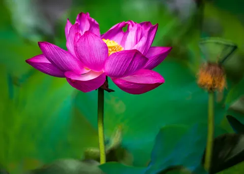 Lotus 4K Hintergrundbild · flowers · 3840×2743