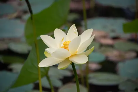 Lotus 4K Wallpaper · flowers · 3840×2563
