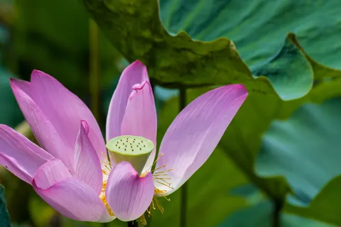 Lotus 4K Wallpaper · flowers · 3840×2560