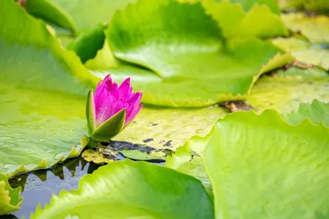 Lotus 4K Wallpaper · flowers · 3840×2563
