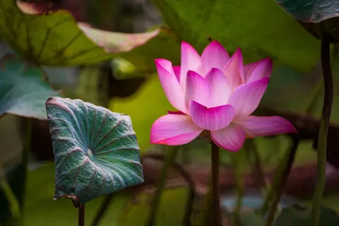 Lotus 4K Wallpaper · flowers · 3840×2560