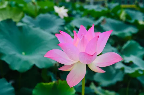 莲花 4K壁纸 · flowers · 3840×2555