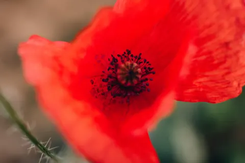 Poppy Field 4K Wallpaper · flowers · 3840×2560