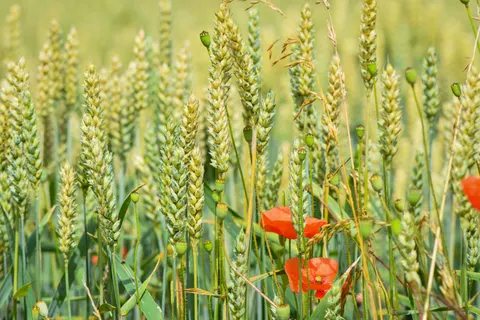 Poppy Field 4K Wallpaper · flowers · 3840×2560
