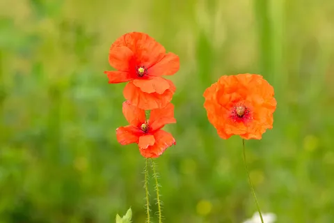 Poppy Field 4K Wallpaper · flowers · 3840×2560