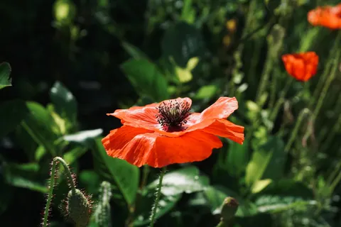 Poppy Field 4K Wallpaper · flowers · 3840×2560