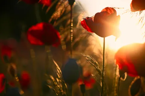 Poppy Field 4K Wallpaper · flowers · 3840×2555