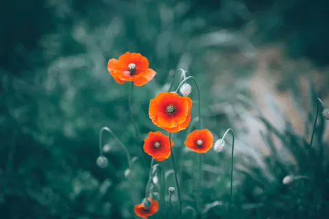 Poppy Field 4K Wallpaper · flowers · 3840×2560