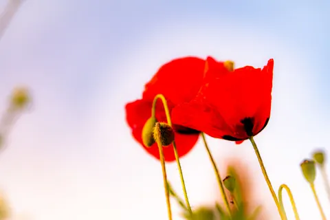 Poppy Field 4K Wallpaper · flowers · 3840×2560