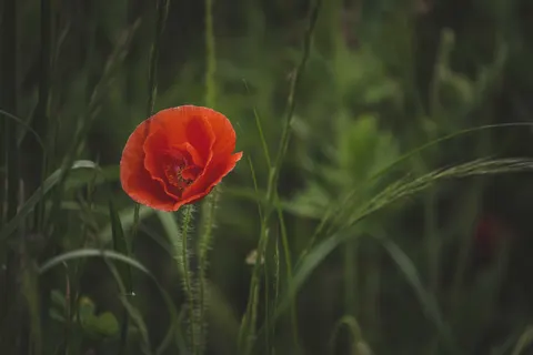 Poppy Field 4K Wallpaper · flowers · 3840×2560