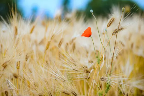 Poppy Field 4K Wallpaper · flowers · 3840×2563