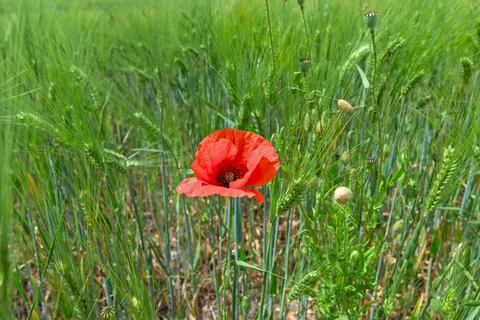 Poppy Field 4K Wallpaper · flowers · 3840×2558