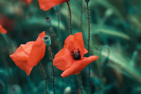 Poppy Field 4K Wallpaper · flowers · 3840×2560