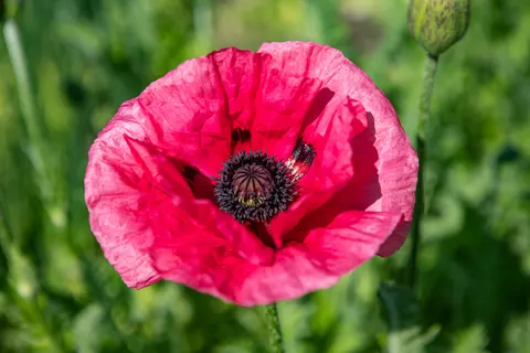 Poppy Field 4K Wallpaper · flowers · 3840×2560