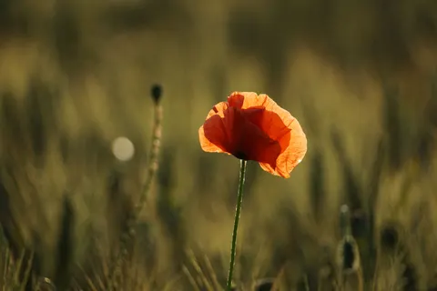 Poppy Field 4K Wallpaper · flowers · 3840×2560