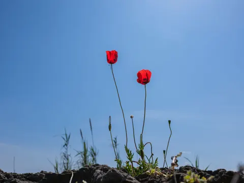 Poppy Field 4K Wallpaper · flowers · 3840×2880