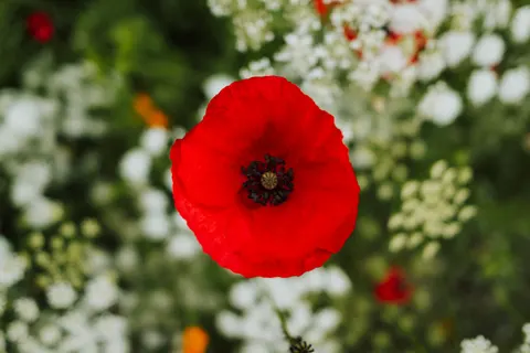 Poppy Field 4K Wallpaper · flowers · 3840×2560