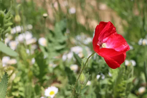 Poppy Field 4K Wallpaper · flowers · 3840×2560