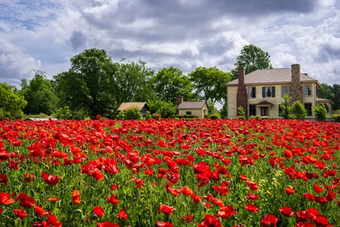 Poppy Field 4K Wallpaper · flowers · 3840×2560