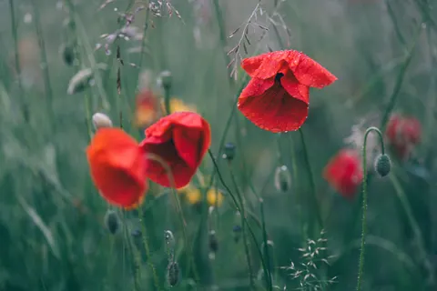 Poppy Field 4K Wallpaper · flowers · 3840×2560