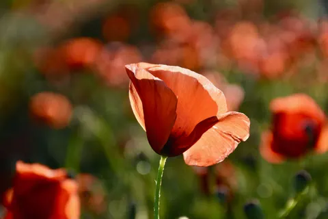 Poppy Field 4K Wallpaper · flowers · 3840×2560