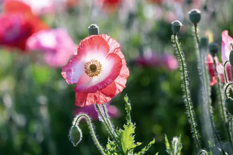 Poppy Field 4K Wallpaper · flowers · 3840×2560