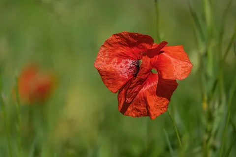 Poppy Field 4K Wallpaper · flowers · 3840×2560