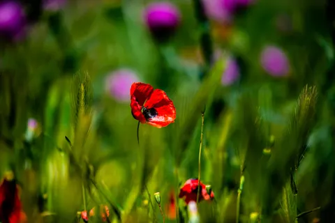 Poppy Field 4K Wallpaper · flowers · 3840×2563